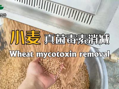 華豫萬通真菌毒素消減機為全球糧食安全儲存保駕護航！